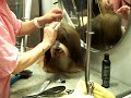 Toby Lhasa Apso being groomed Toby Lhasa Apso being groomed