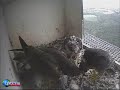 S2 Continues Feeding The Kuikens A Week After Mother\