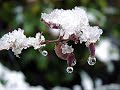 classical guitar-goodbye snow