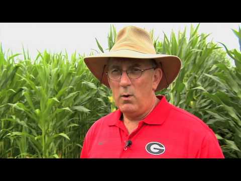 how to fertilize clover