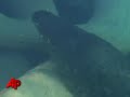 Thrill-seekers Get Wet With Crocodiles
