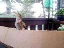 Pritchards Hummingbird babies 2 Pritchards Hummingbird babies 2