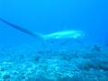 Thresher Shark Malapascua Island Philippines