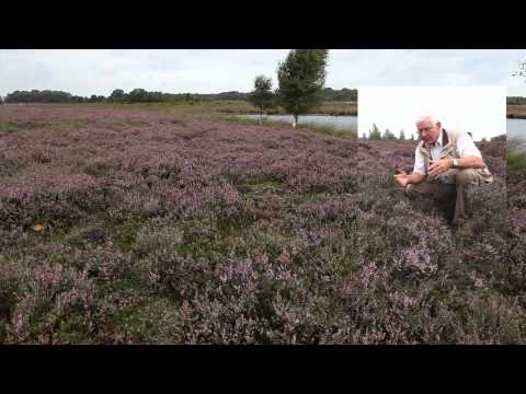 Onstaan heidelandschap