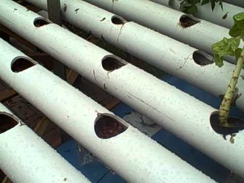 how to grow nft hydroponics