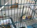 My bird and my dogs