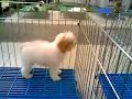 White Toy Poodle Puppy @ Pet Shop White Toy Poodle Puppy @ Pet Shop