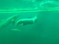videos de Delfini 1