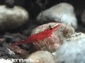 Red Stripes Sulawesi Shrimp