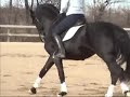 This gorgeous stallion is trained by Katharina Smith in French Classical Dressage following the teachings of the masters Dominique Barbier, Frank Grelo and Eileen Webb. Solo is the ONLY black stallion in the U.S. and was imported from the Czech Republics' National Stud-Farm Kladruby nad Labem as a yearling in 2003. Solid lateral movements, collected trot and canter. He is currently training canter pirouette, piaffer, passage, extensions at the trot. Please contact info@anamcaradressage.com for more information.