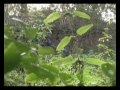 Paintball Eventhof Angerm�nde Woodland
