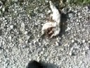 dead squrill