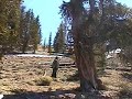 Ancient Bristlecone Pine Forest - Trumpet Experiment