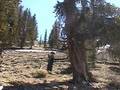 Ancient Bristlecone Pine Forest - Trumpet Experiment