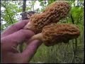 Morchella Esculenta The White Morel