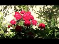 Click here to watch this video Canon ELPH 300 1st test