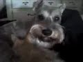 Kitten claiming Dog as it\ Kitten claiming Dog as it\