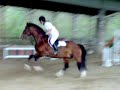 Concorso salto ostacoli Pegaso Concorso salto ostacoli Pegaso