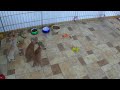 Click here to watch this video N-60days.MP4