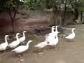 duck\ duck\