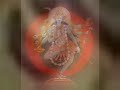Kali Bhajan (MahaKali Amritvani) Kali Bhajan (MahaKali Amritvani)