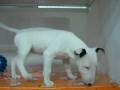 videos de Bullterrier hembra STA REF:202