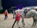 Parelli mit Silke Valllentin, Hippologica Berlin