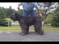 Boyero de Flandes video