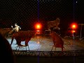Ringling Brothers and Barnum and Bailey Circus: Tiger Tricks