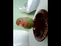 mi agaporni dandose un ba�o