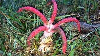 Clathrus archeri (Devil's Finger's / Octopus Stinkhorn fungi) erupting from their eggs time lapse