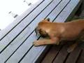 Bullmastiff video