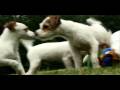 Jack Russell