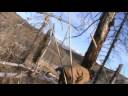 David chops down a tree.mpg David chops down a tree.mpg