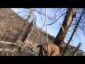 David chops down a tree.mpg