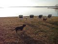 Dixie and Jack at the lake 1