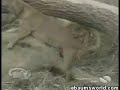 Lion & Dog