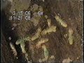 Termites Feeding on Wood