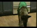 Peyton Acutally Is A Good Dog