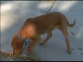 Terran as a puppy