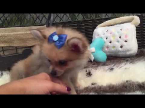 Little cotton ball, orage sable Pom puppy!!