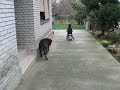 Bloodline of Molossia   (Dog & Child)  Mastino Napoletano