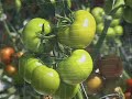 The Ontario Greenhouse Vegetable Industry The Ontario Greenhouse Vegetable Industry