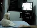 videos de Ozzy, o Shih Tzu - assistindo Babe, o porquinho.