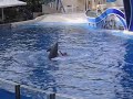 whale an dolphins show