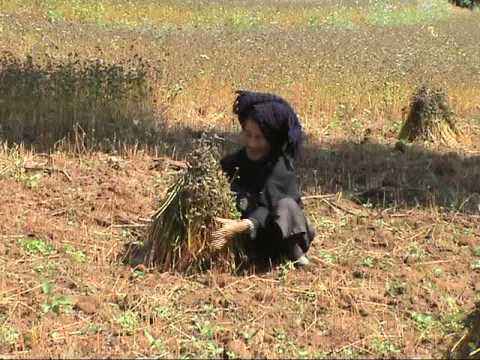 how to harvest buckwheat