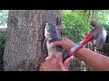 How To Clean A Cat Fish, The Easy Way