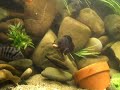 Oscar dining on goldfish Oscar dining on goldfish