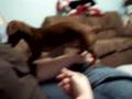 videos de My dog loves Tinaec