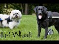Handicaped animals - You Can't Take Me